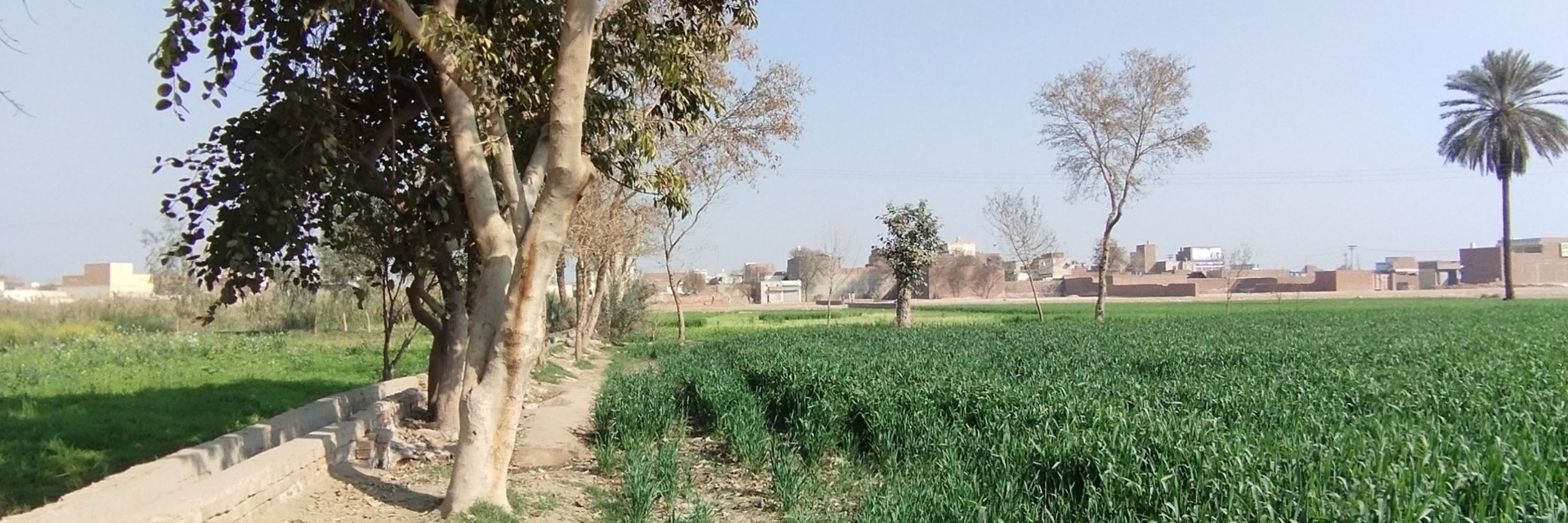 Malik Ilyas Raan