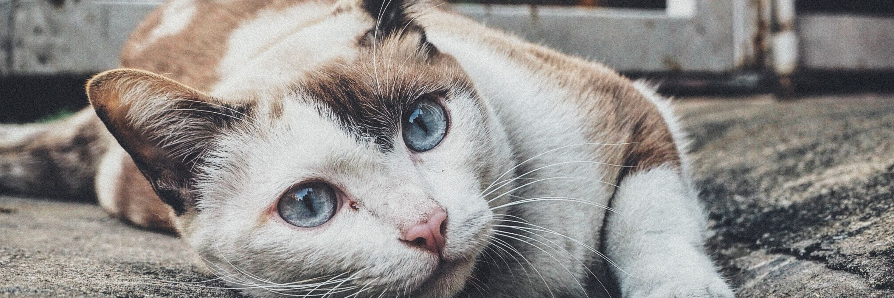 Kitty Cormican 