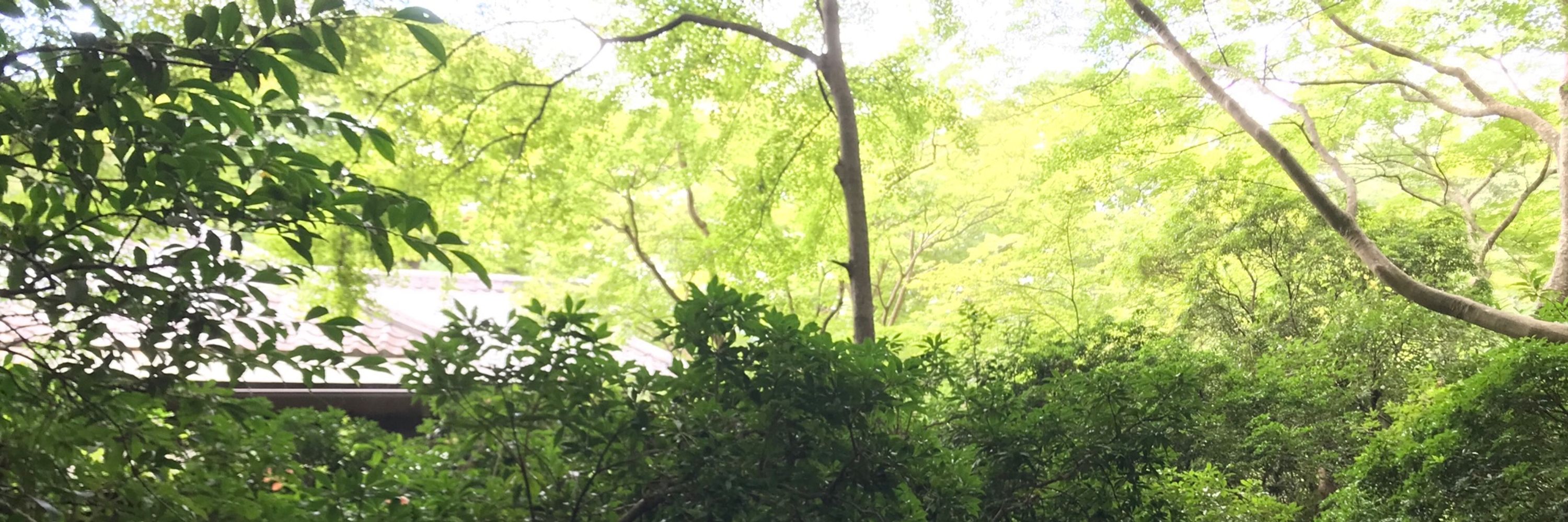 葉っぱ