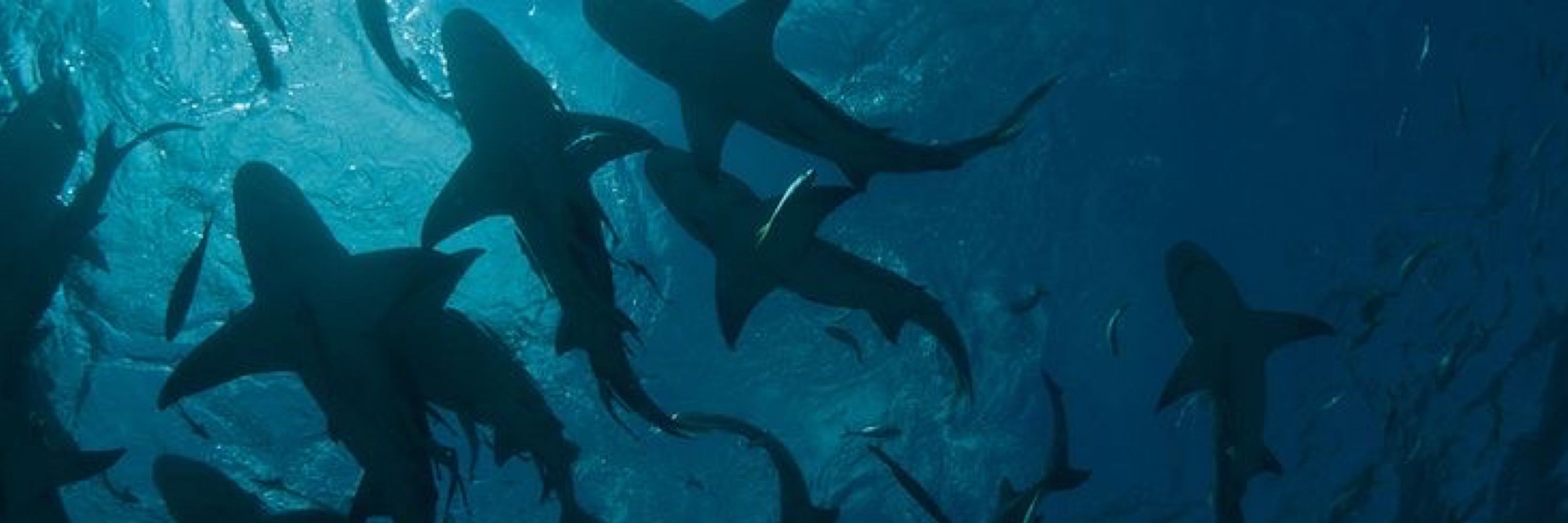 : 𝓥𝓲𝓿𝓲₊🦈