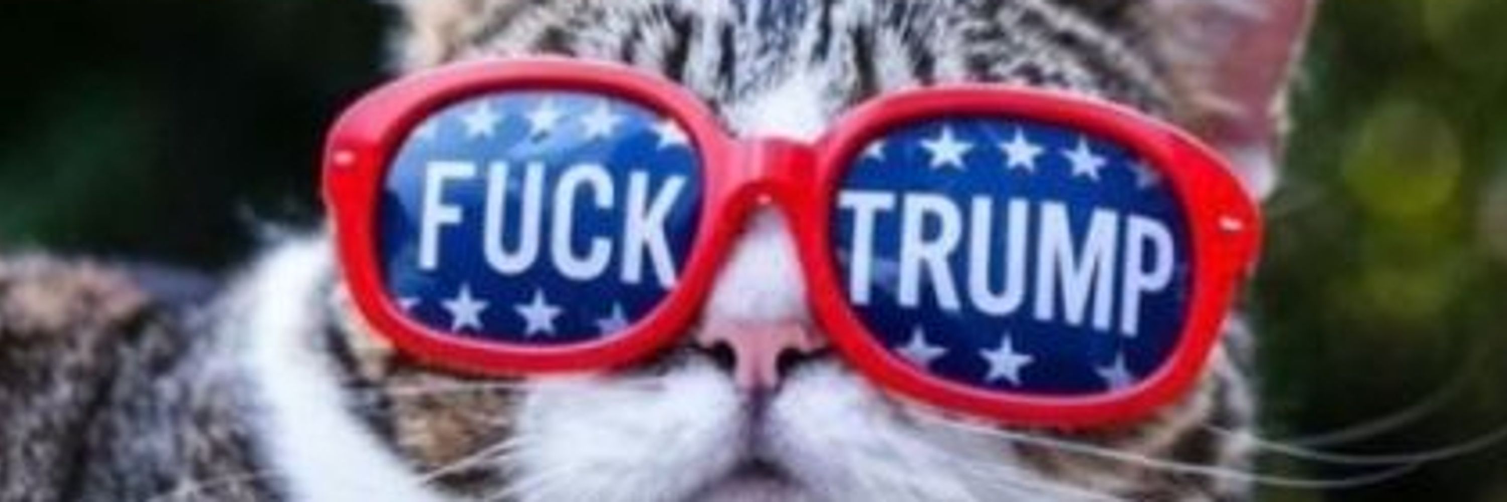 Cat With An Attitude