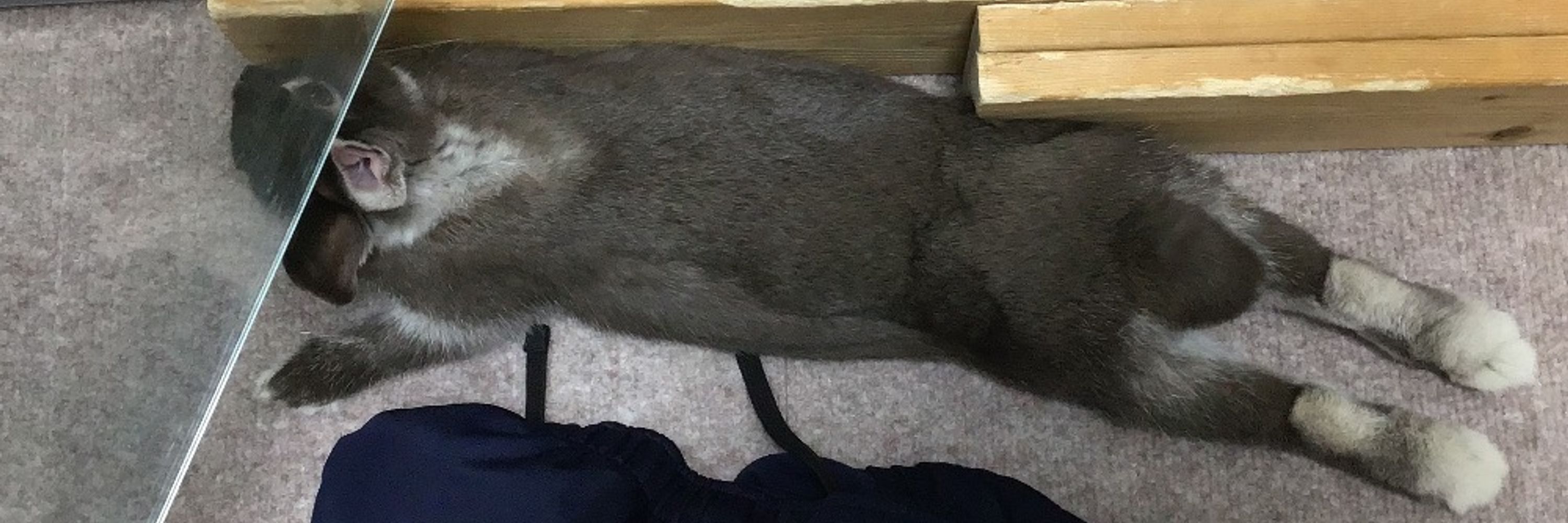 ゆきうさ