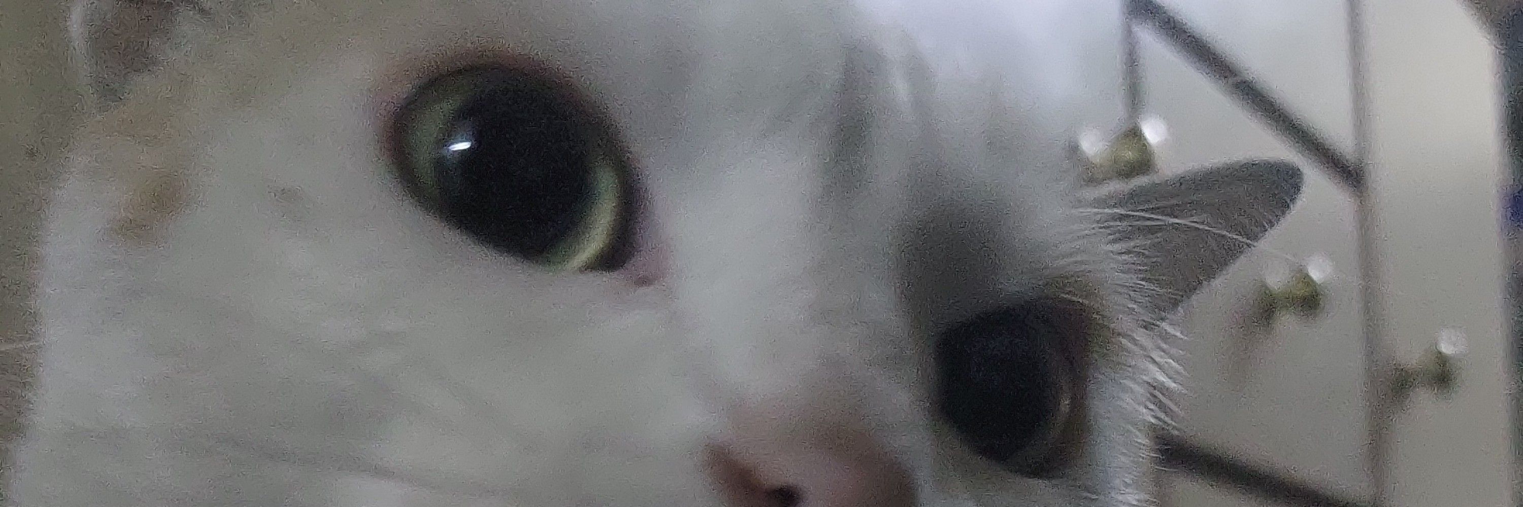 jelelena 