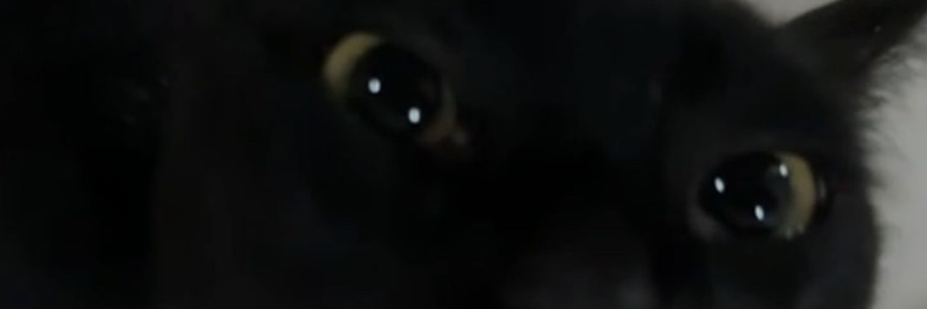 kevzinha