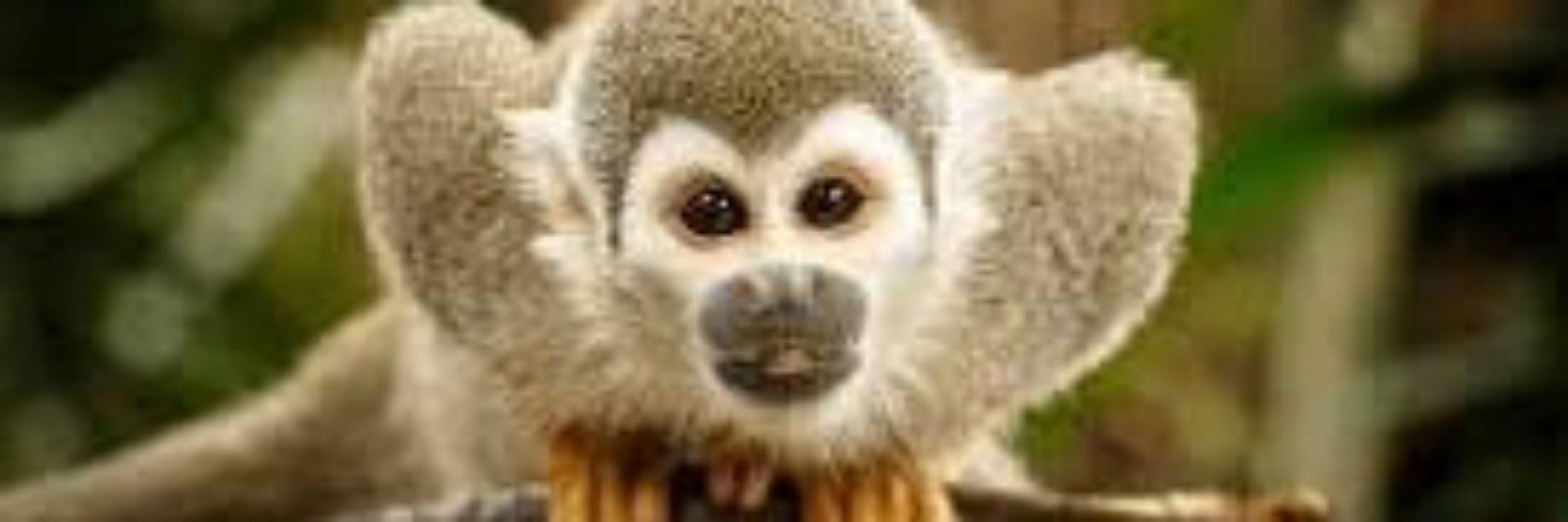 monkey ANIMAL pic 🐵🐵