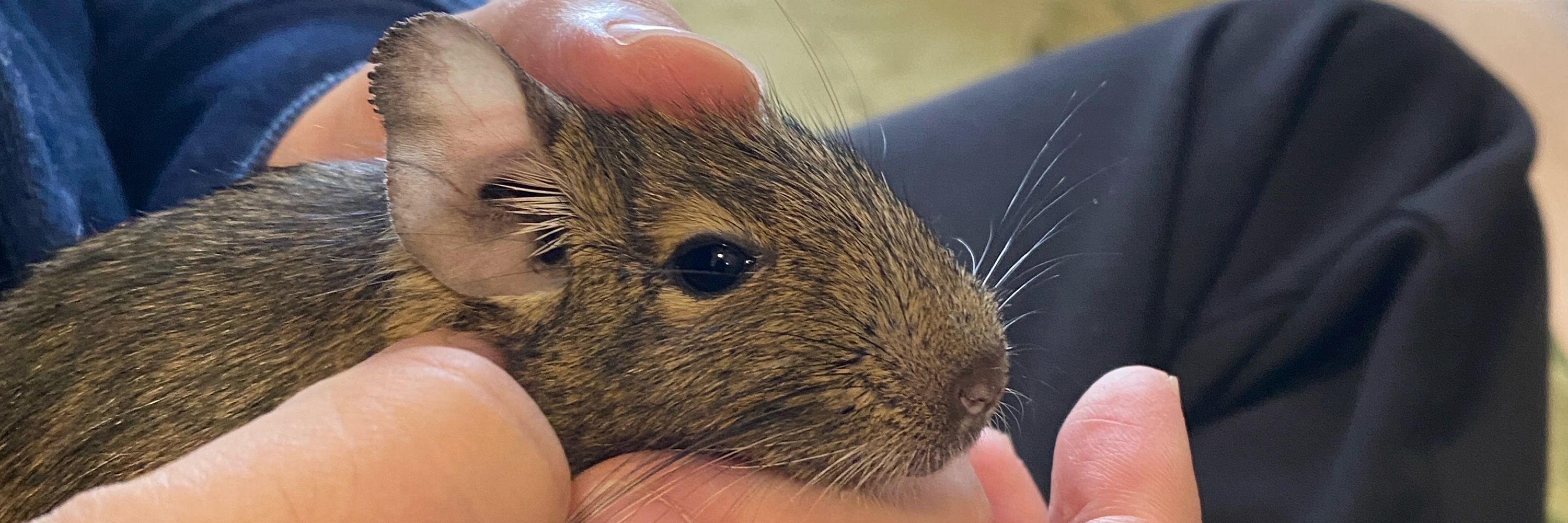 すずてん🐭