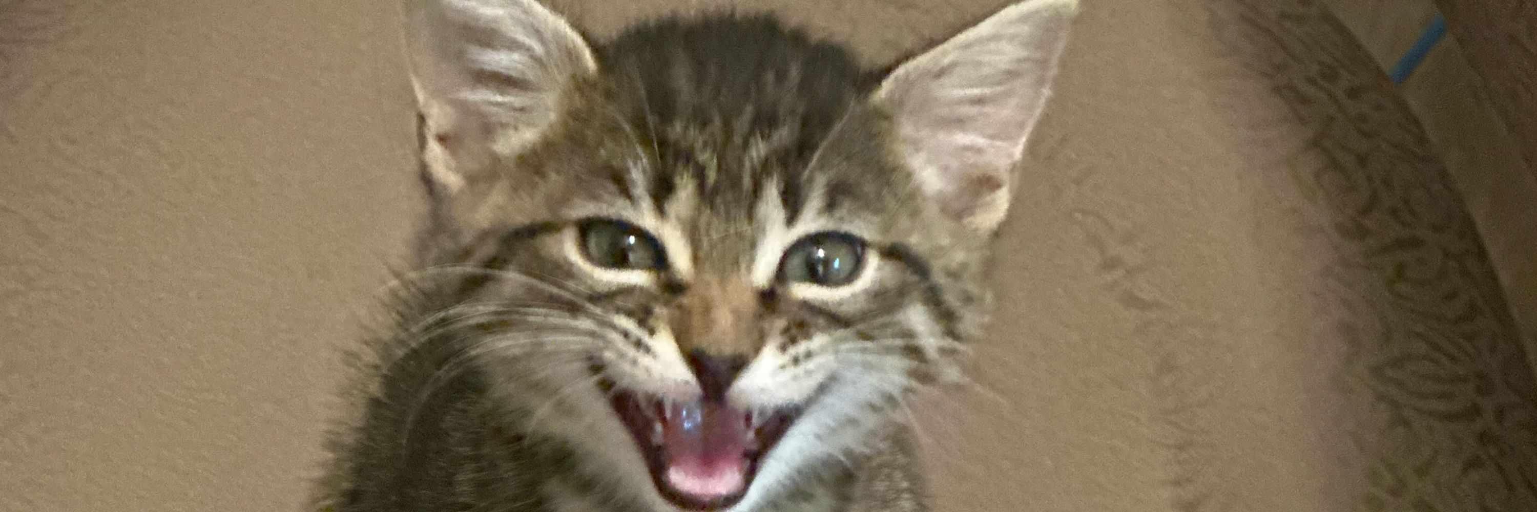 Sam