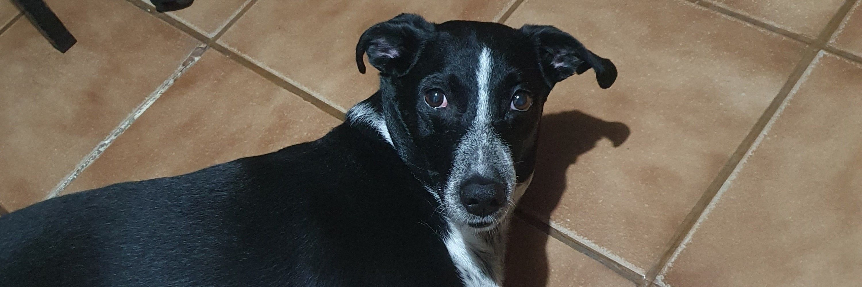 Vick