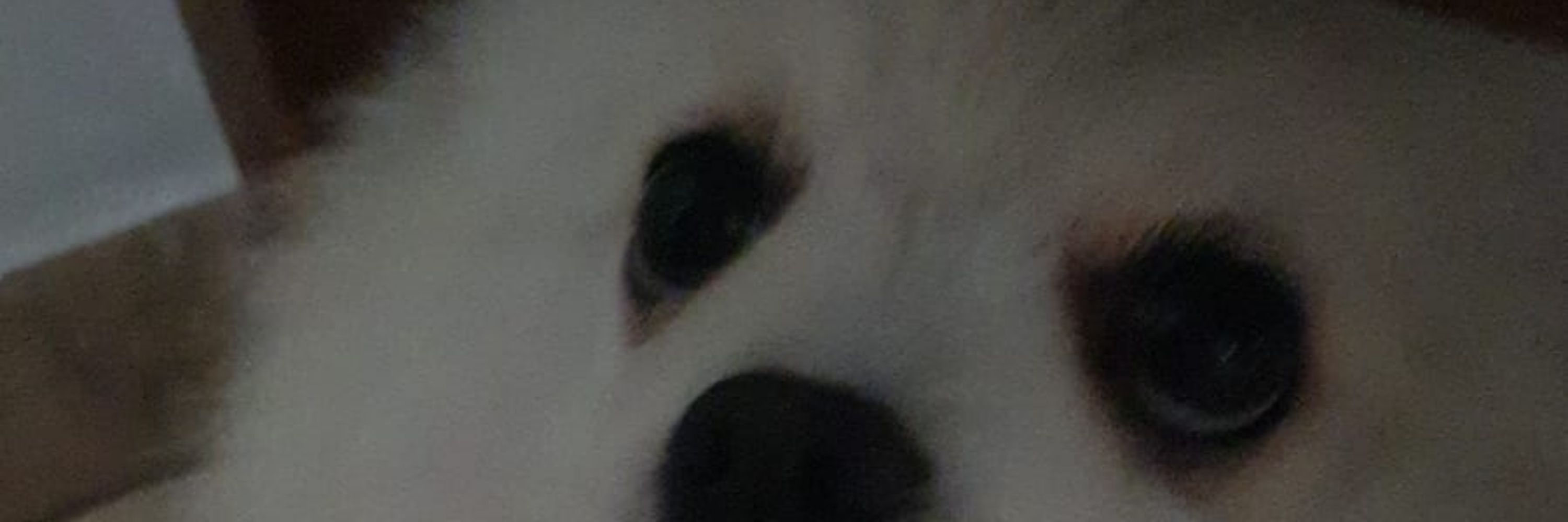 Damienzinho