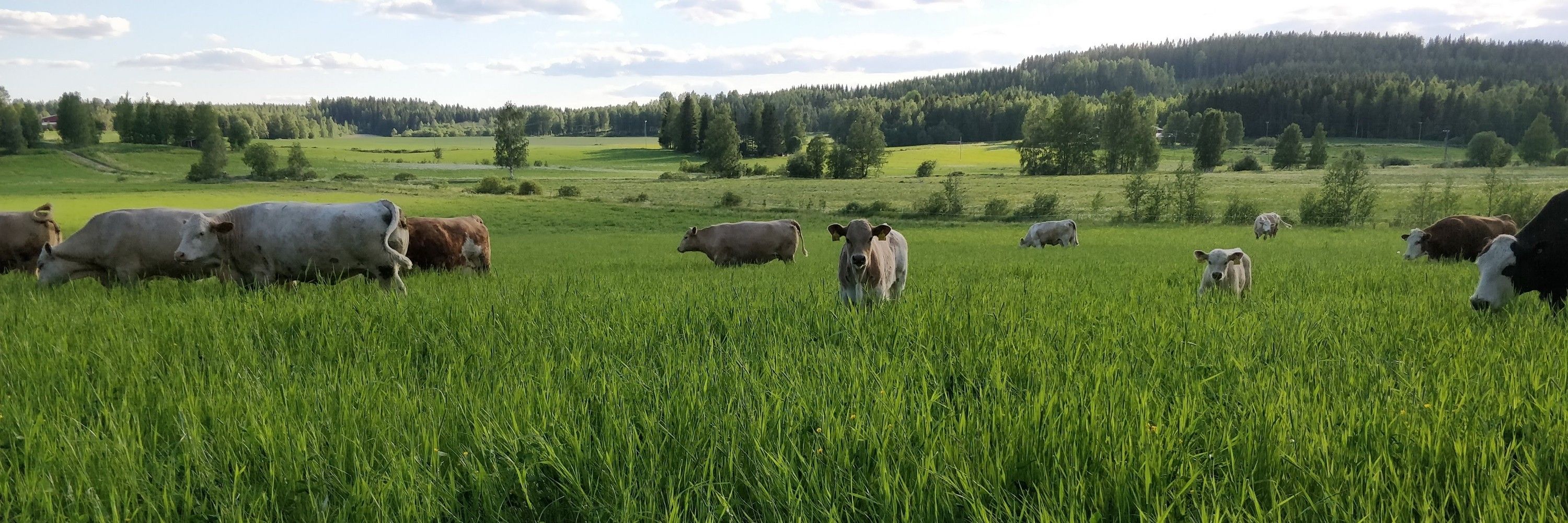 Rauli Albert 🇪🇺🇫🇮🇩🇪 ☘️🐮