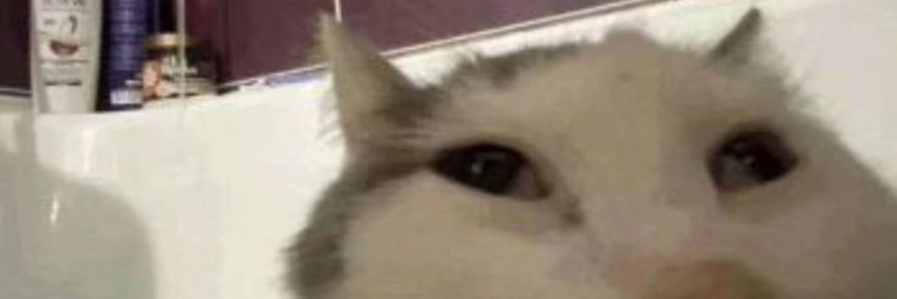 kimbi