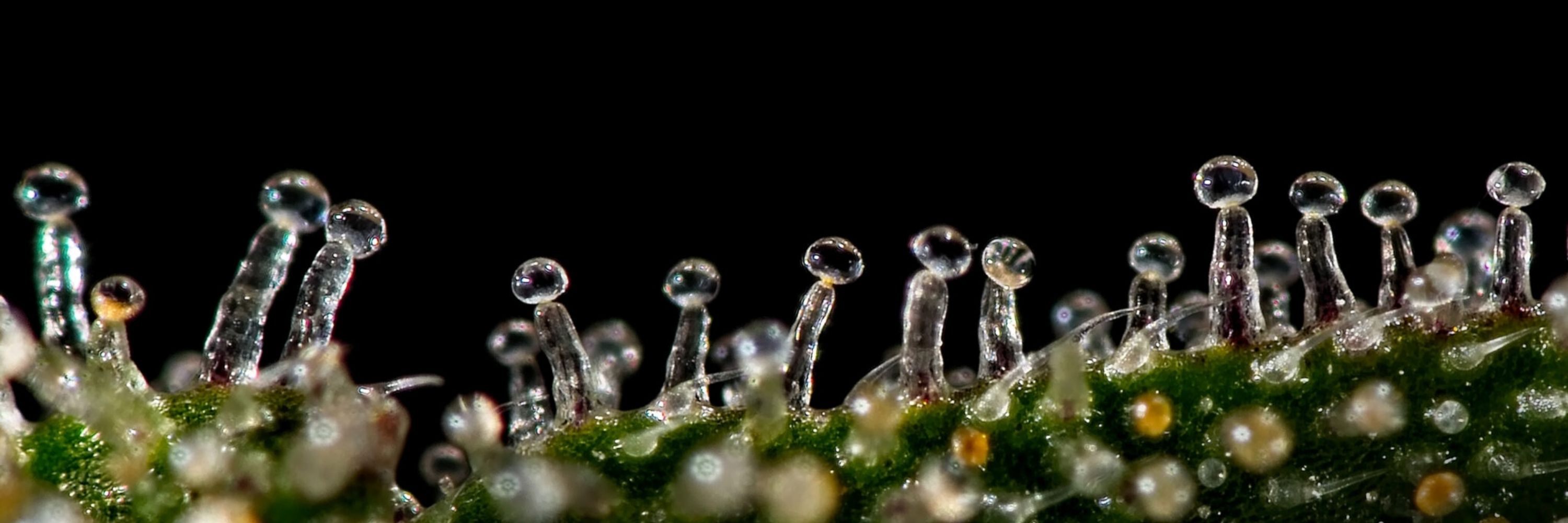Cannabinerd