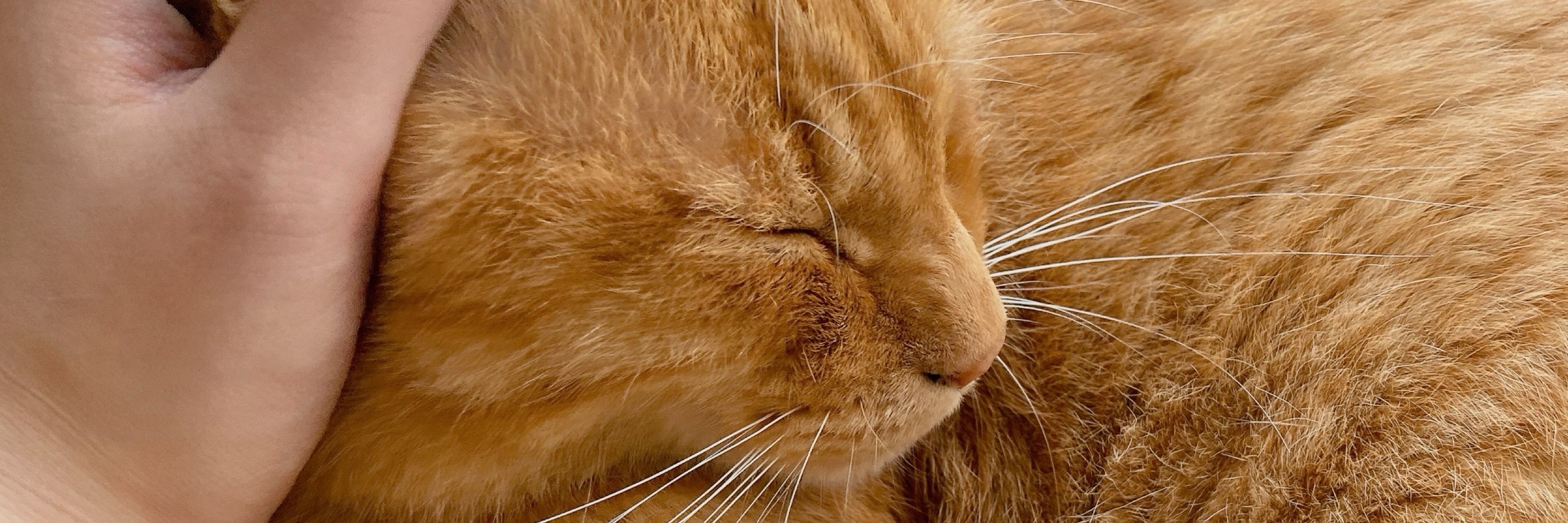 銀猫