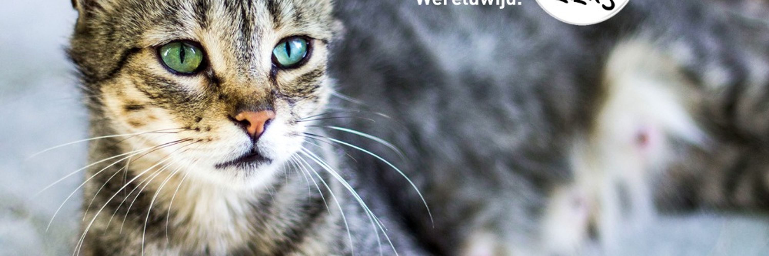 VIER VOETERS (FOUR PAWS NL)