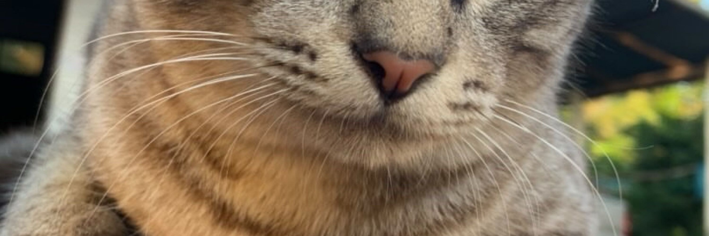 Niibliis