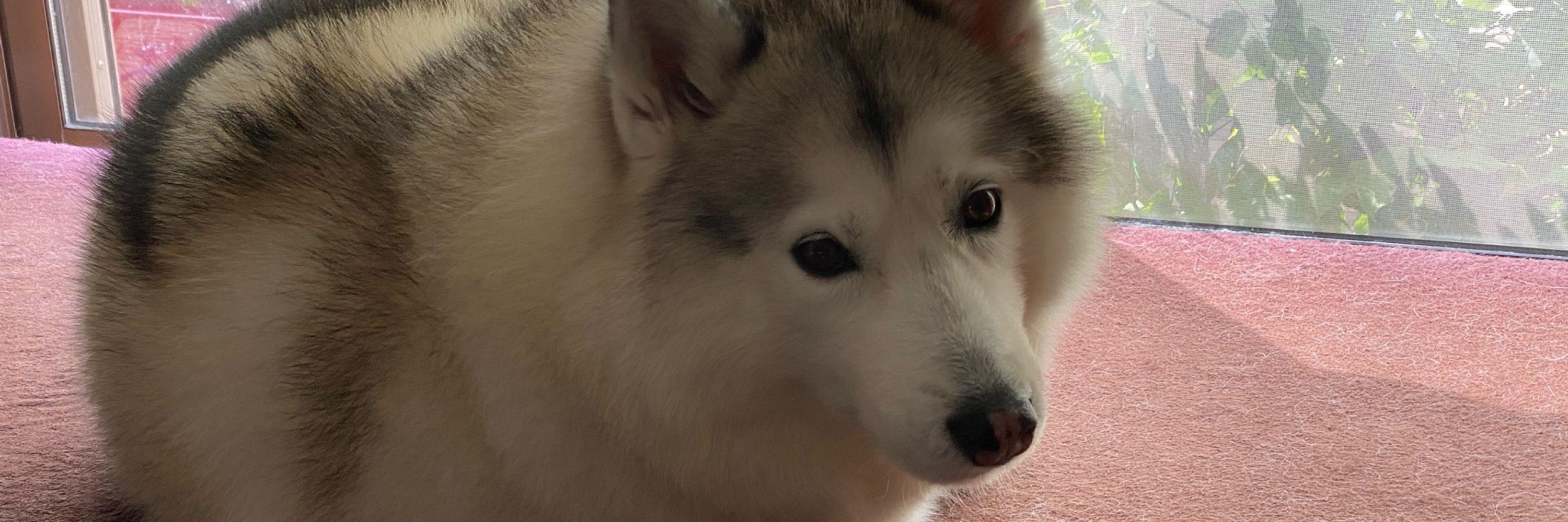 Siney winey 🐕”