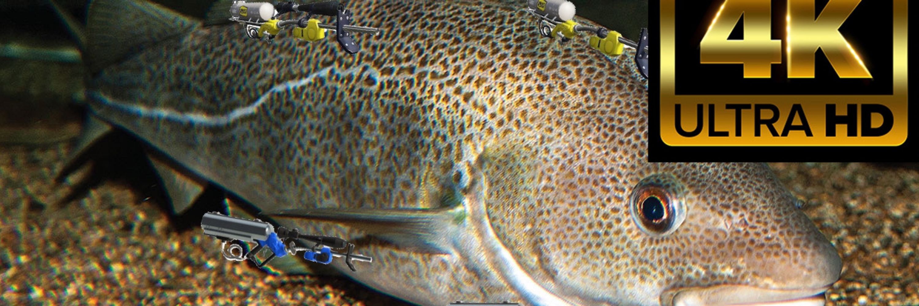 Cod in 4K