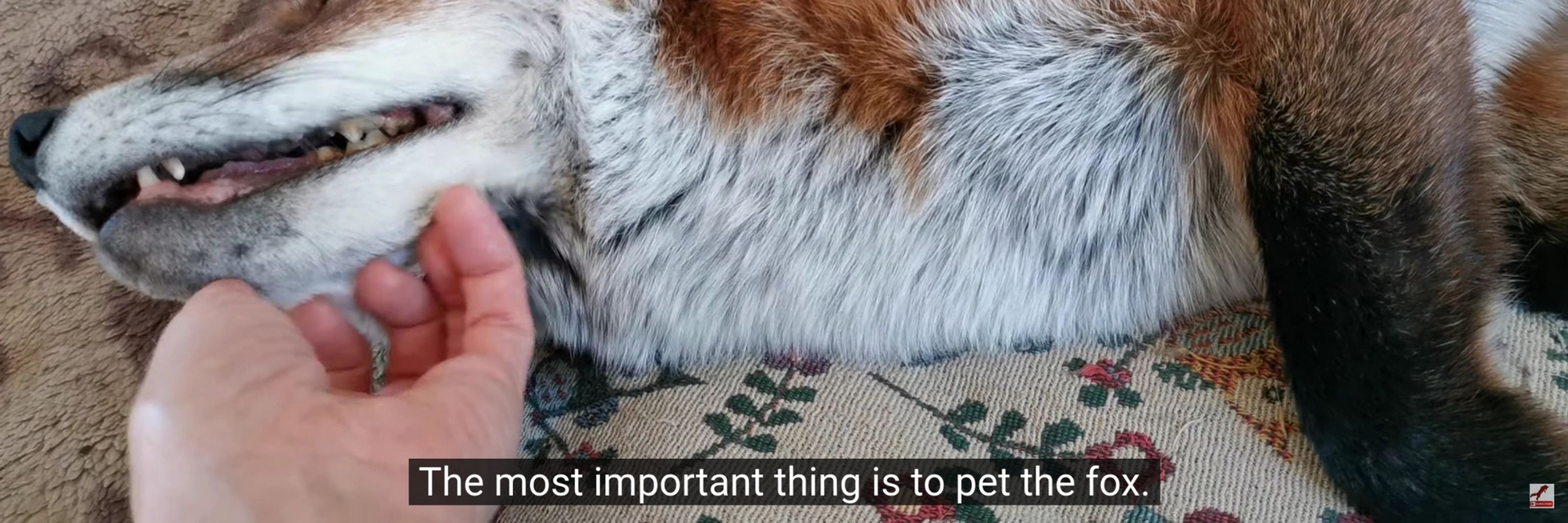 rover (pet fops)
