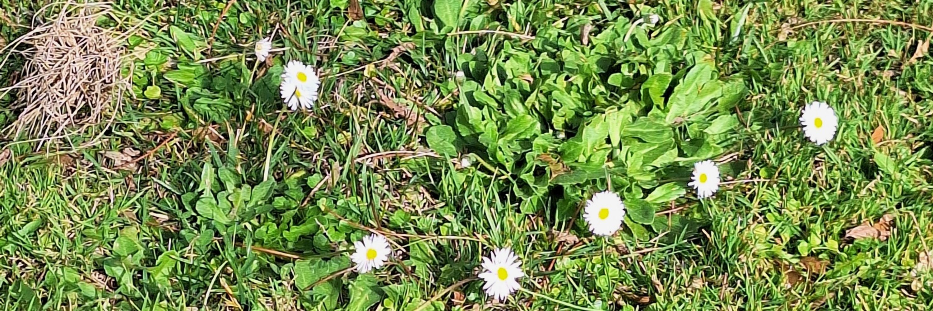 Dilcu