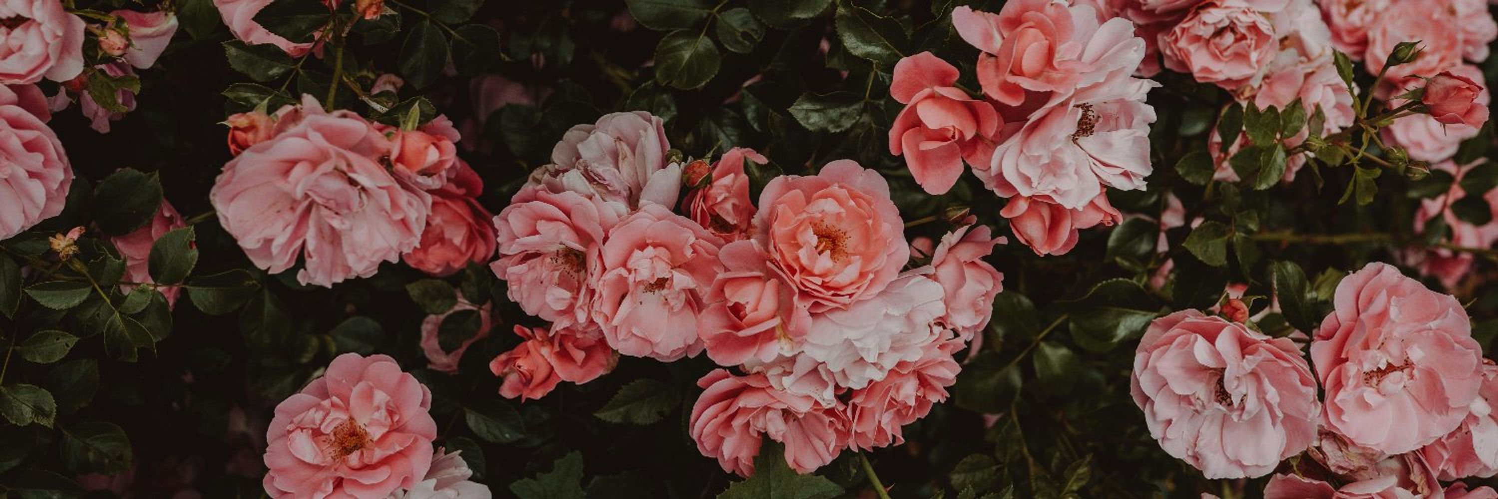 ℕ𝕖𝕡𝕥𝕦𝕟𝕖 🌺