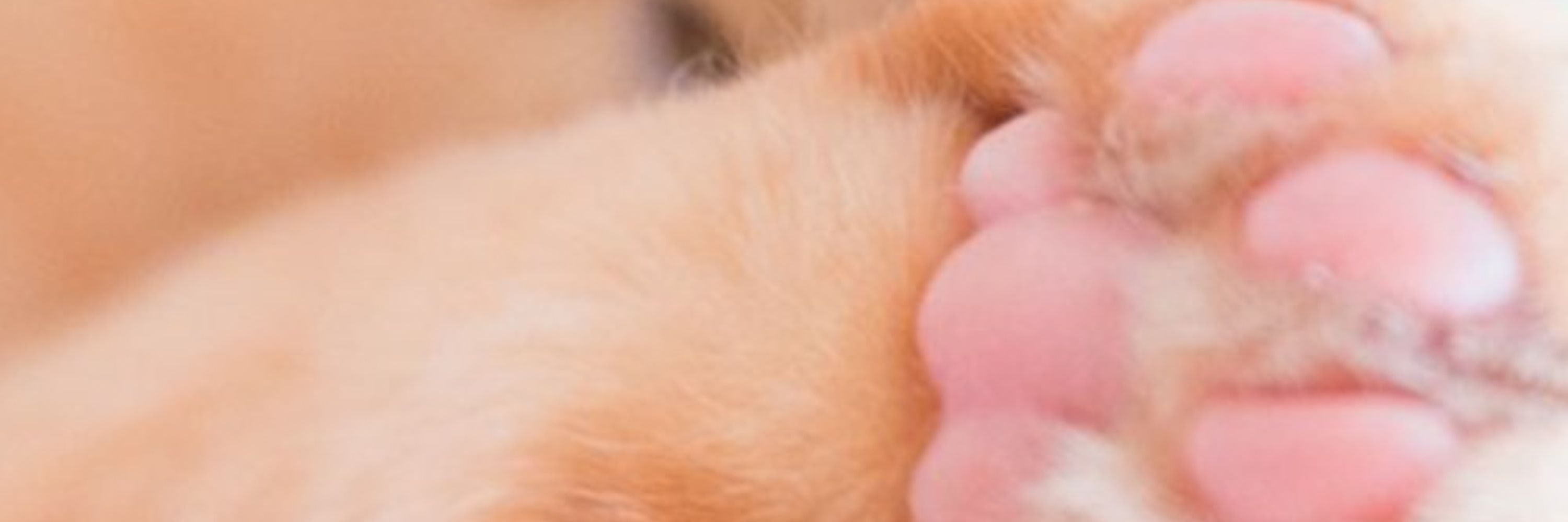 ひつじ