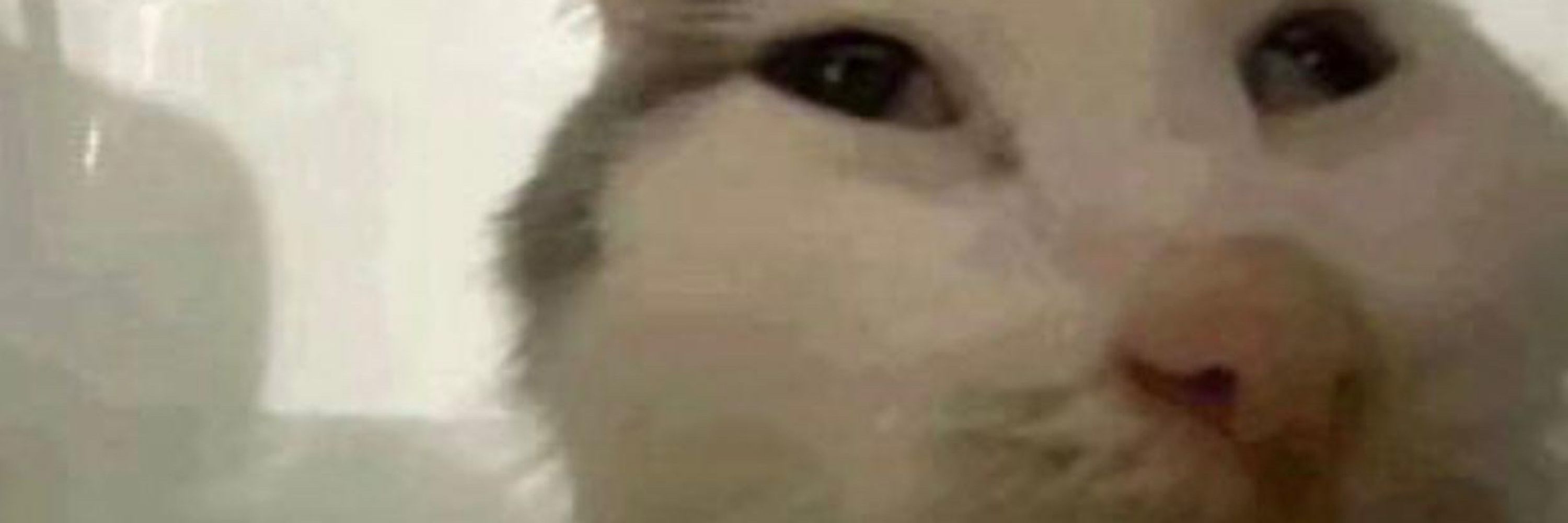 gab