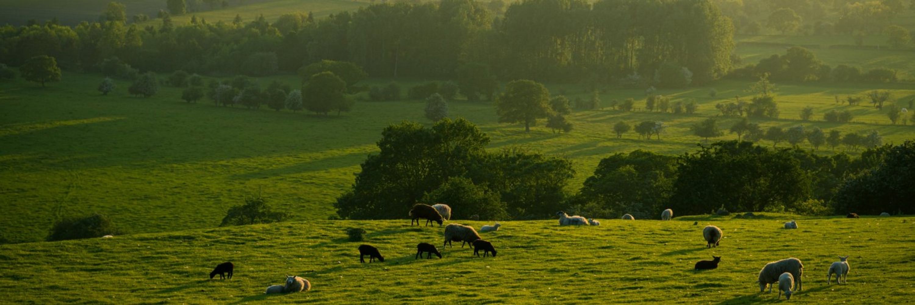 Aleph Farms