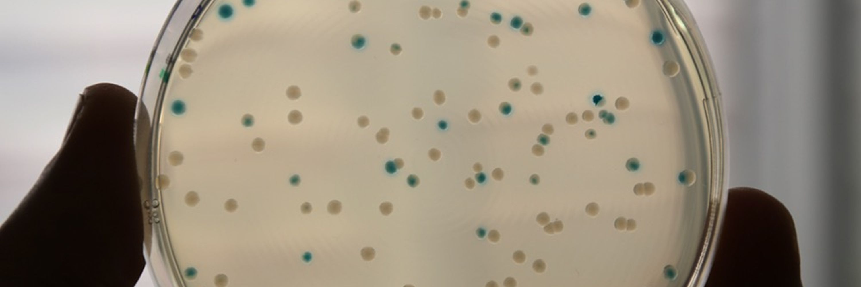 Pagès lab