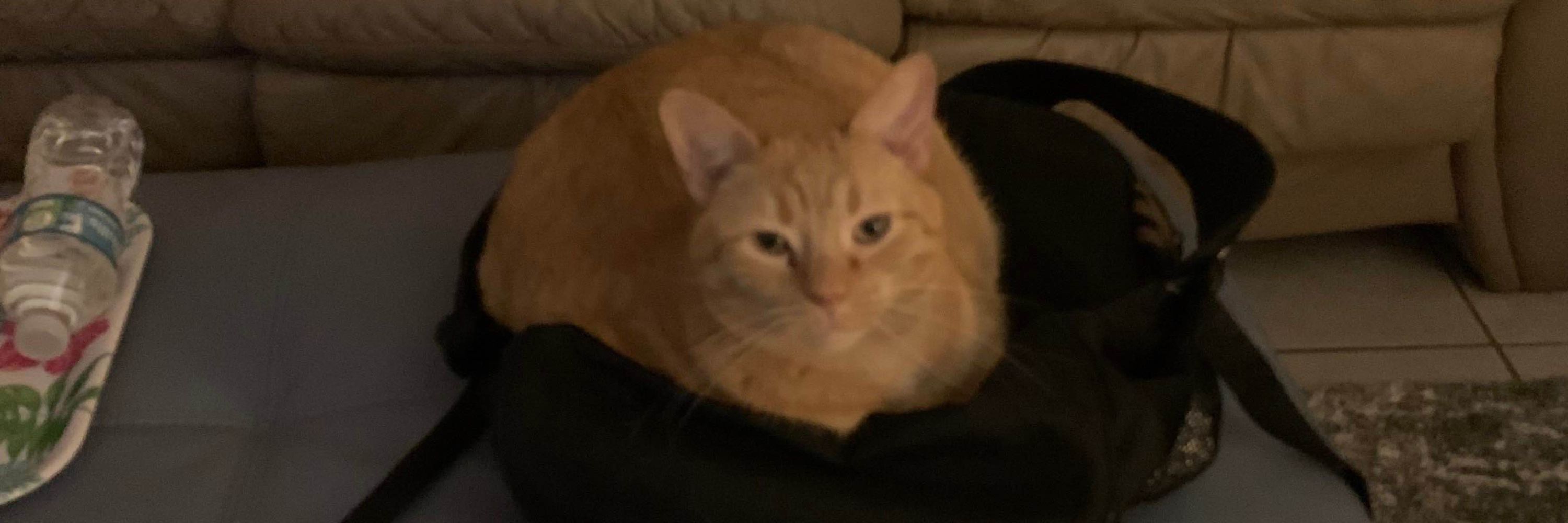 nugget