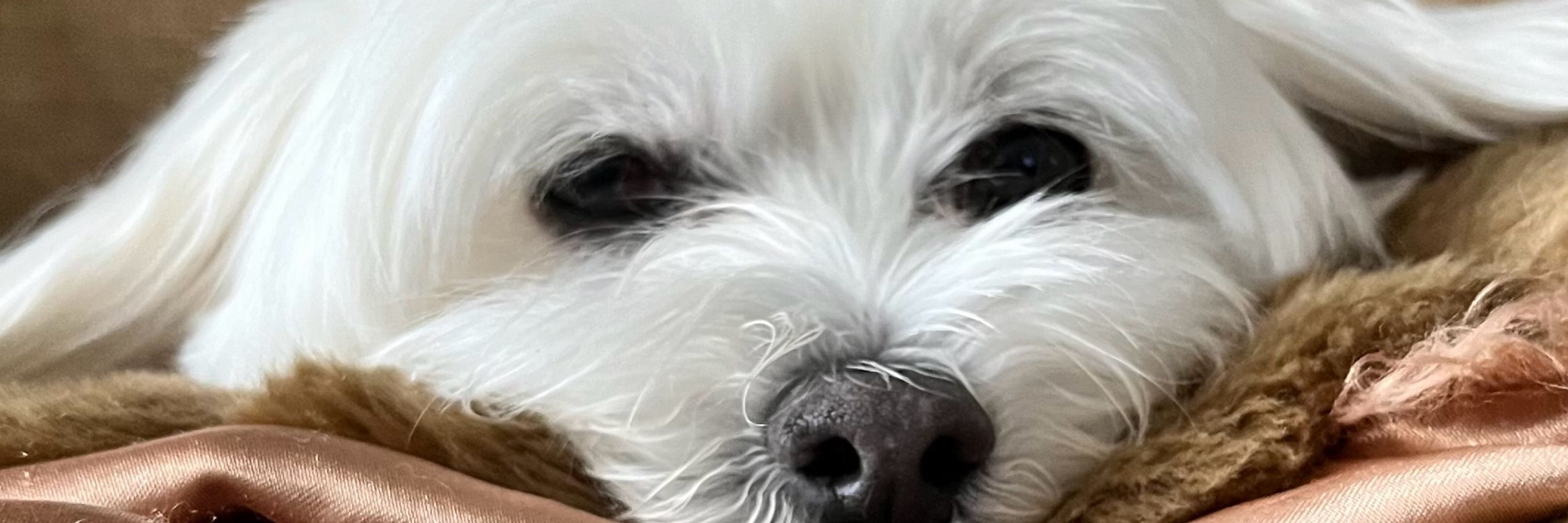 Midge
