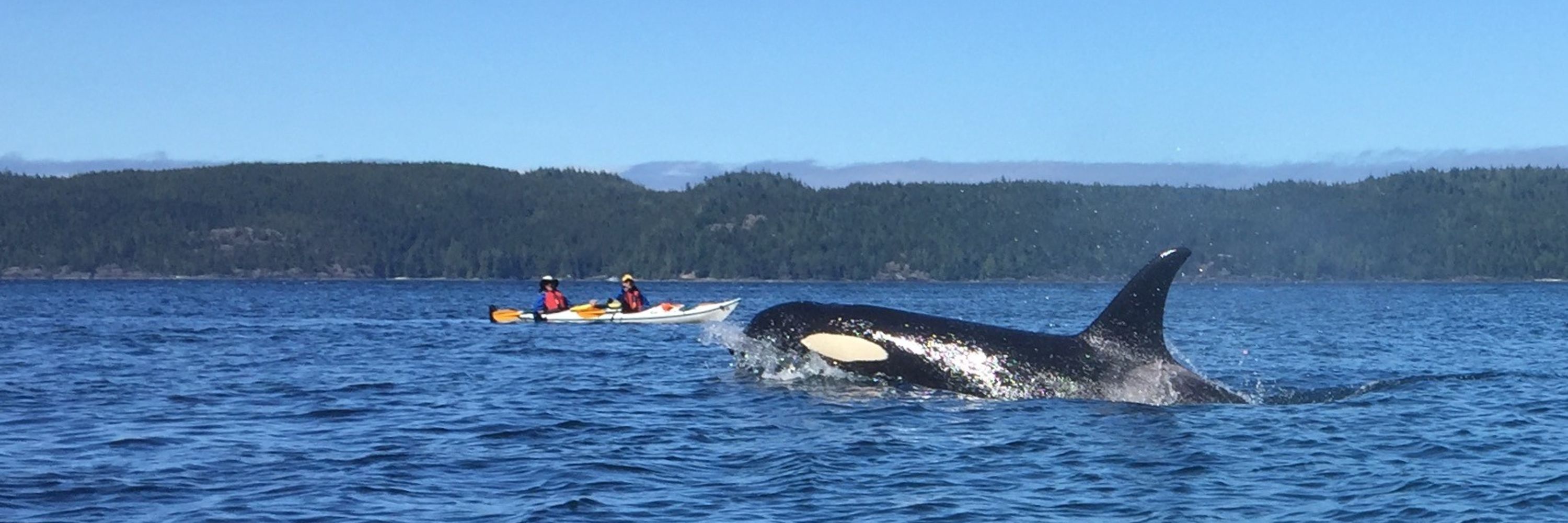 friendly orca