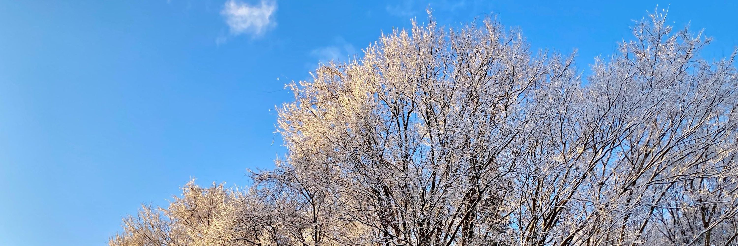 イリス🌈