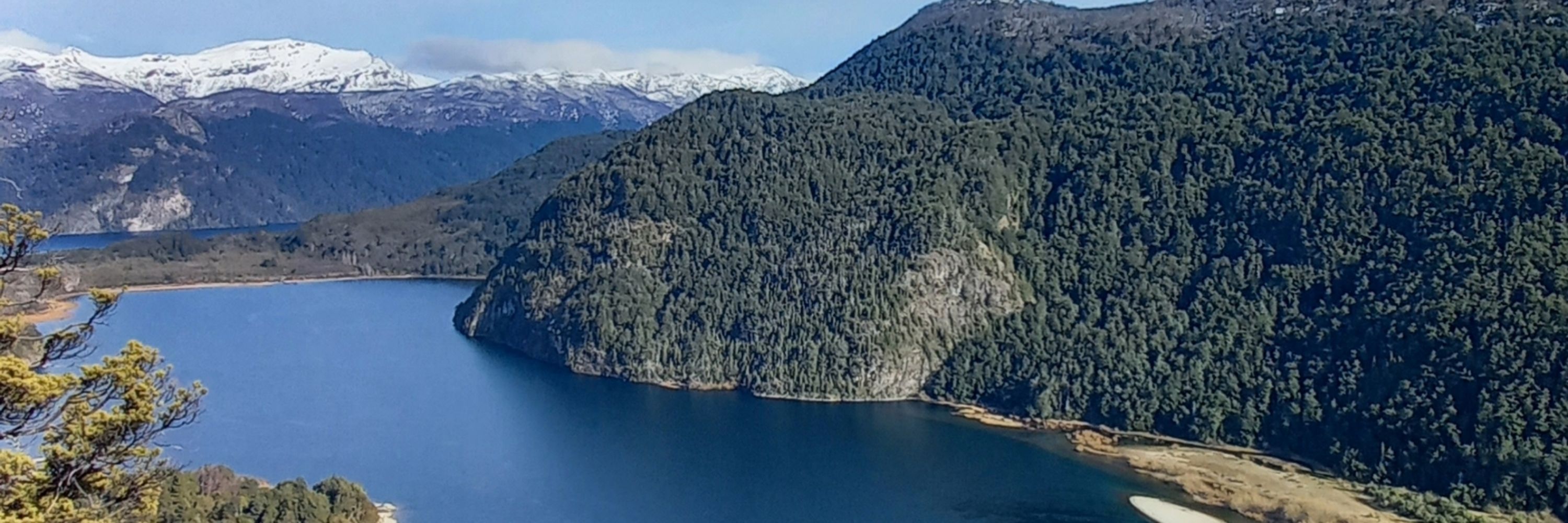 Oso del Bolson