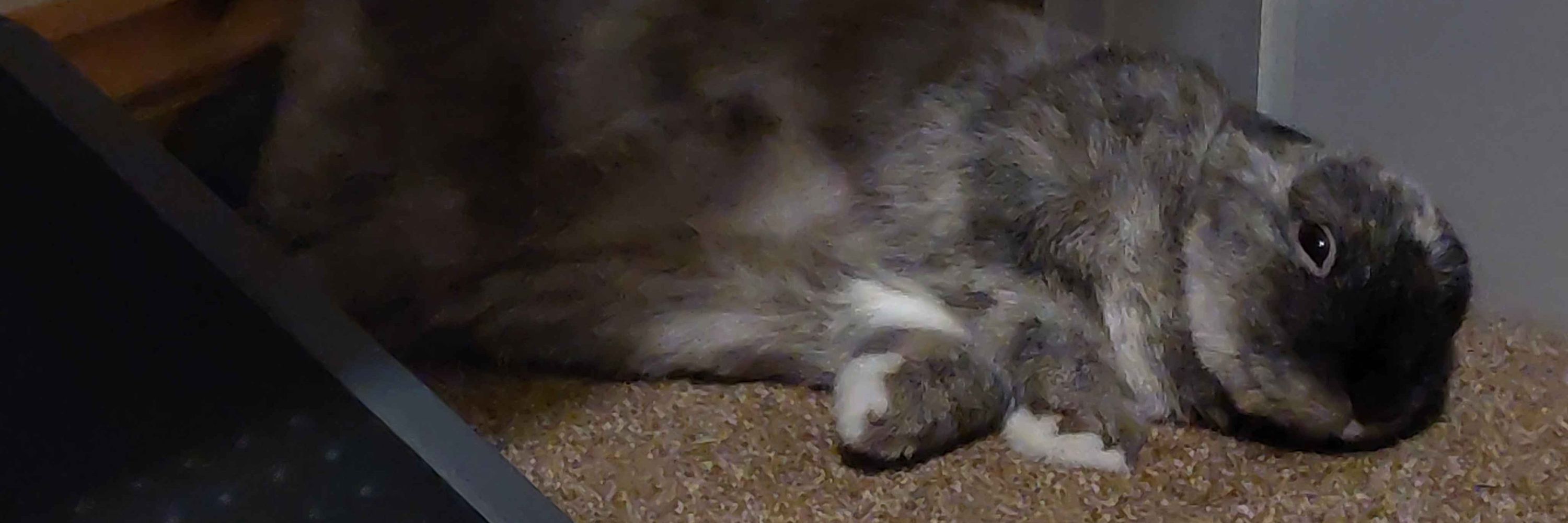 Oreo 🐰