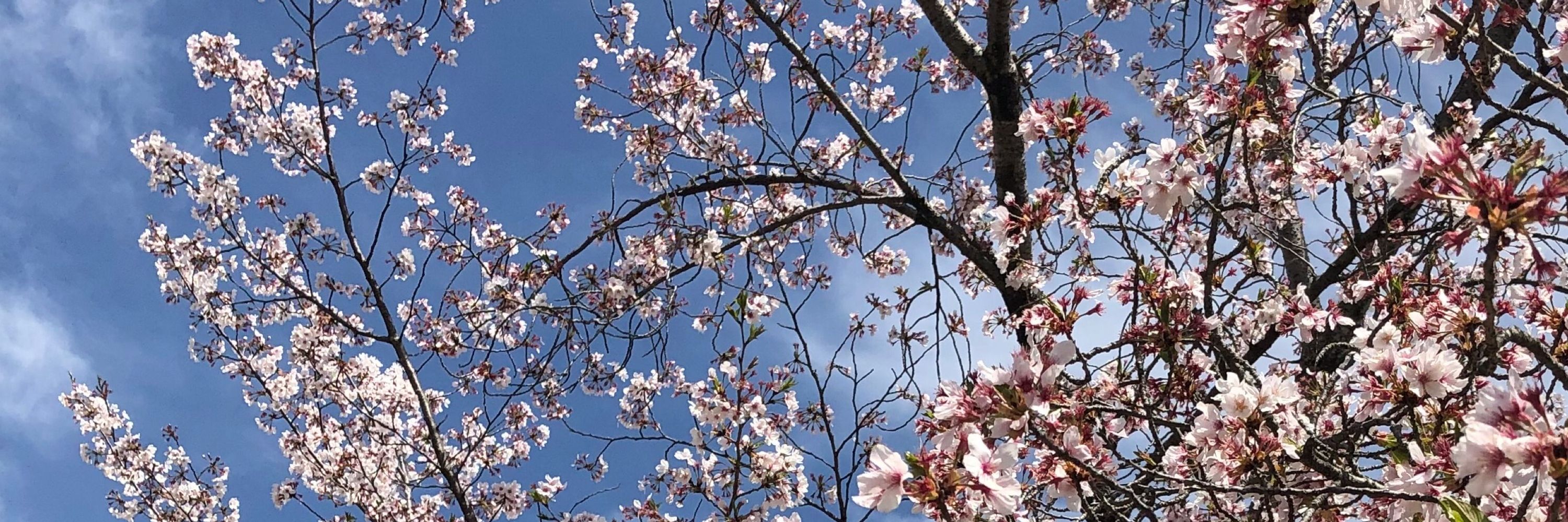 あおい
