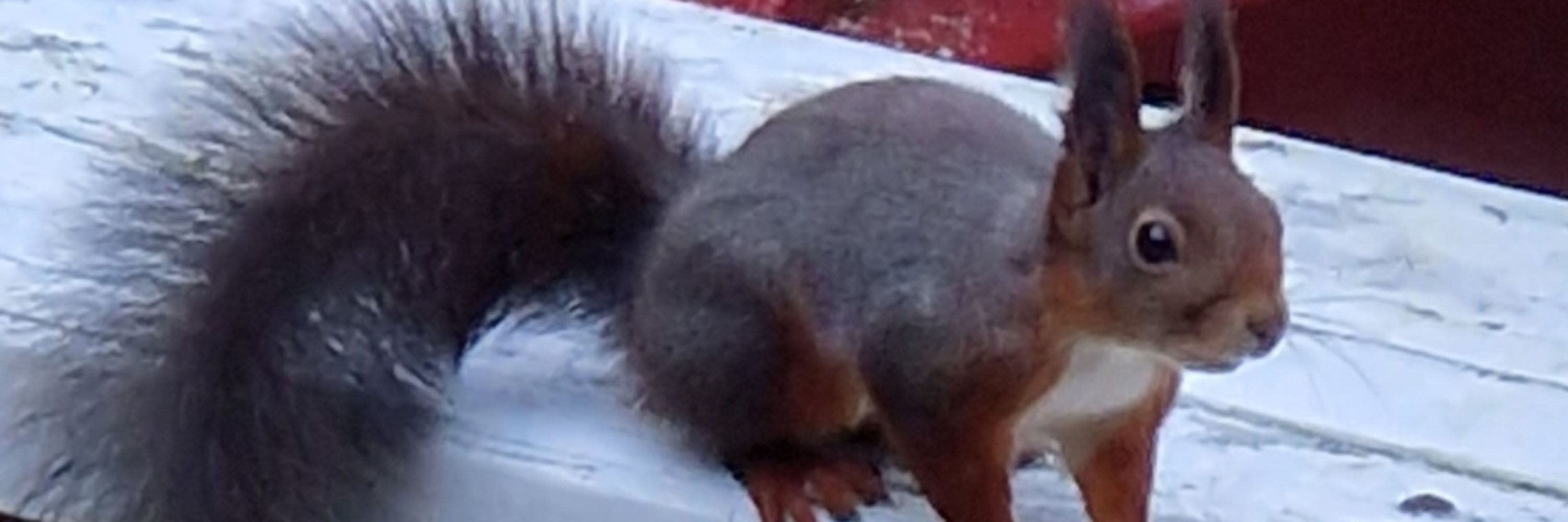 Ahkku