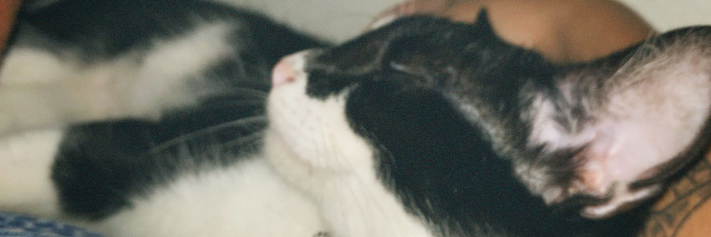bibia 🦇