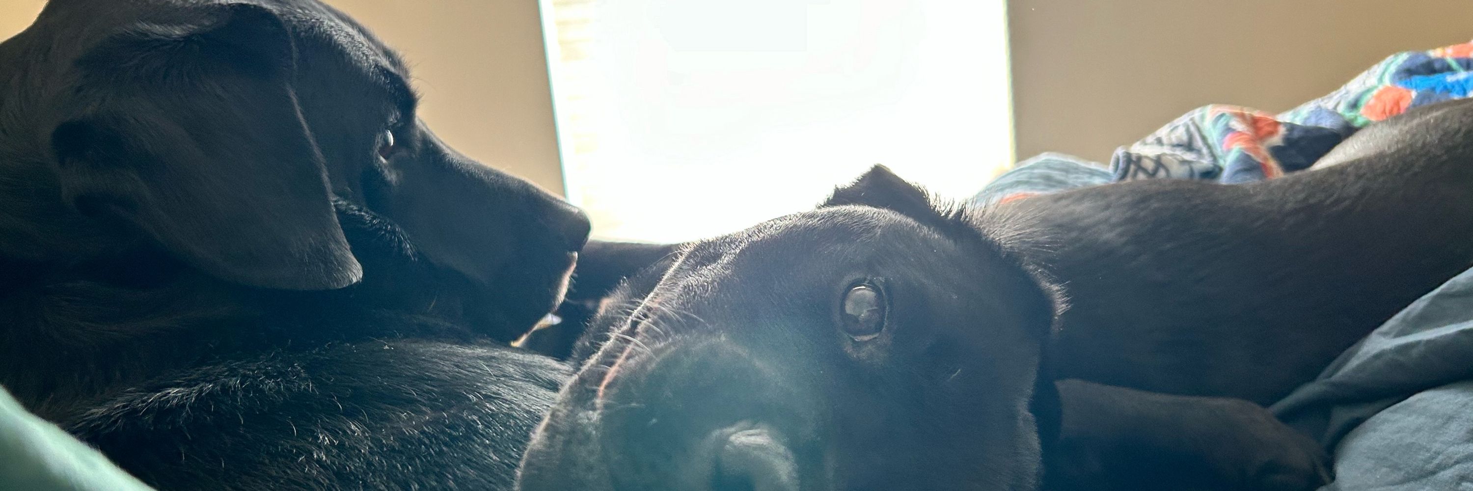 Maggie