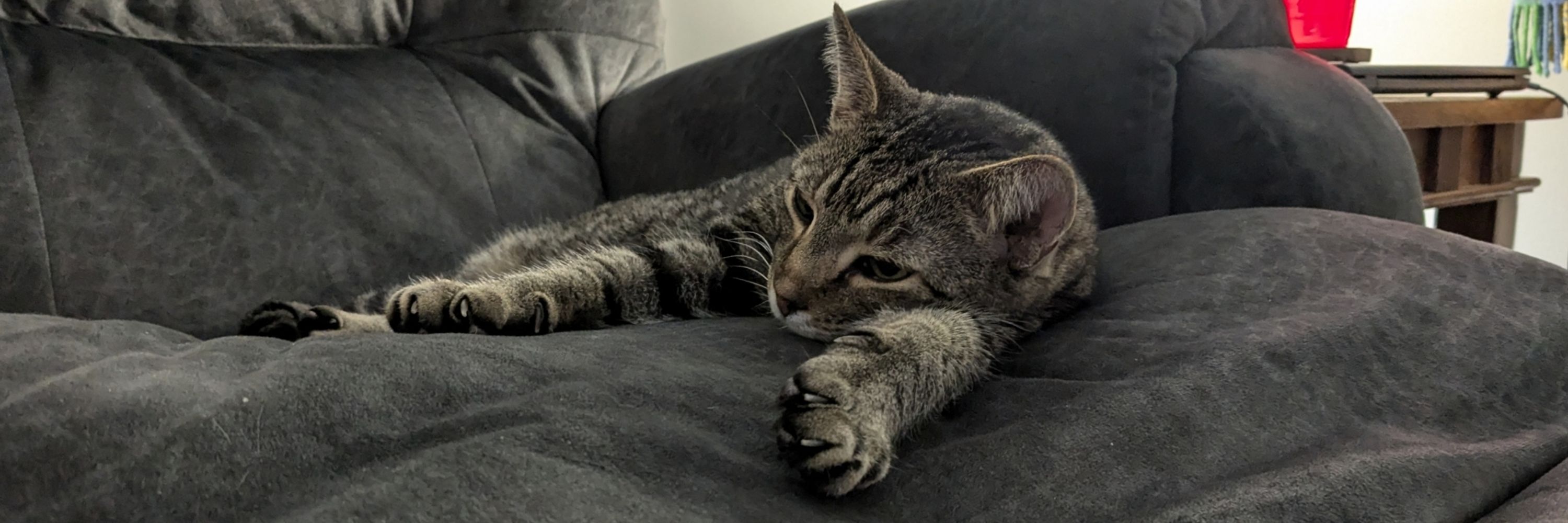 Kevin the Cat