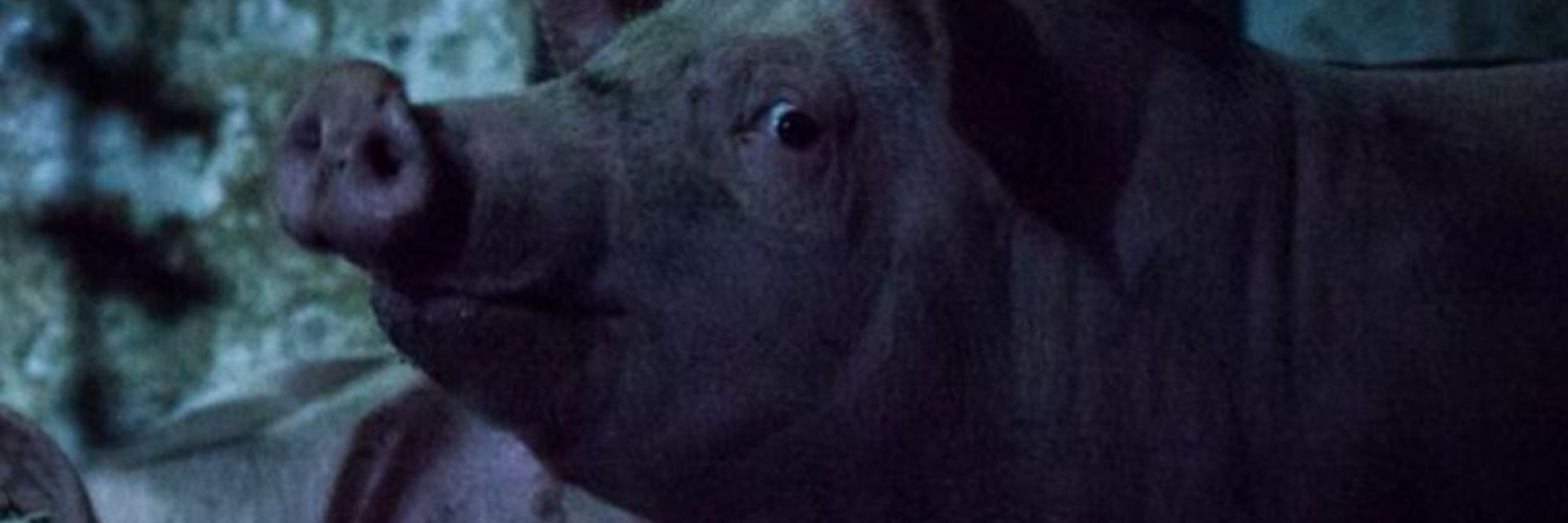 ARIWA - Animal Rights Watch e.V.