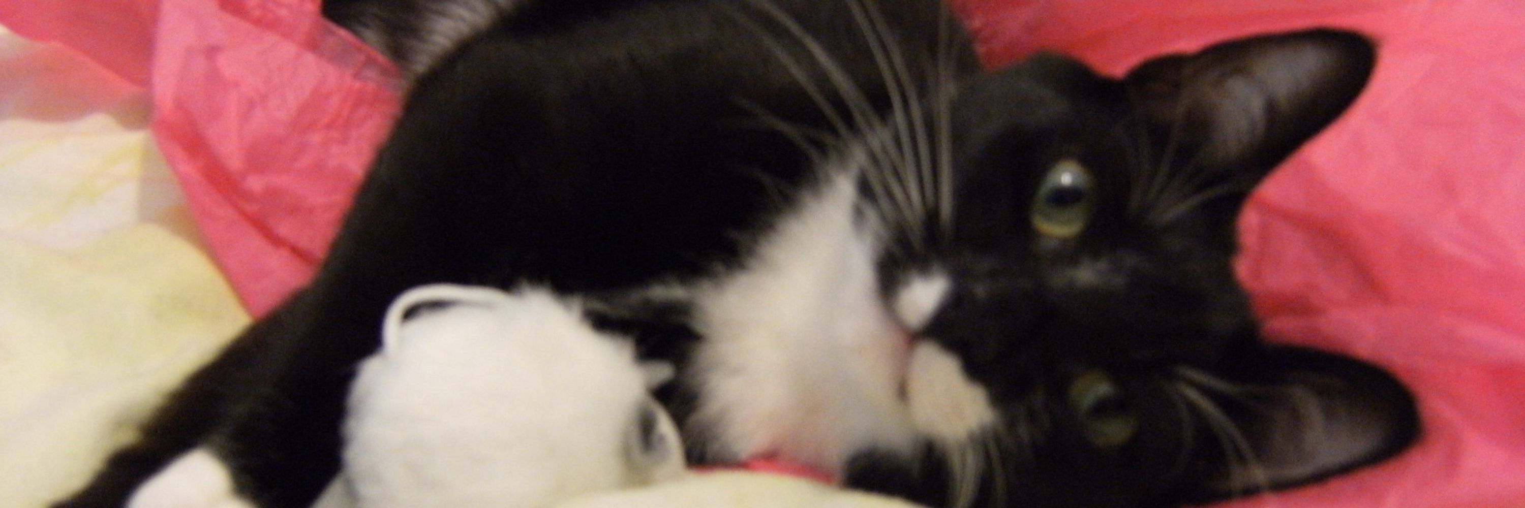 Bandit 🐈‍⬛Marmie 🐈 Rolo 🐈‍⬛ & Jacqui 👧