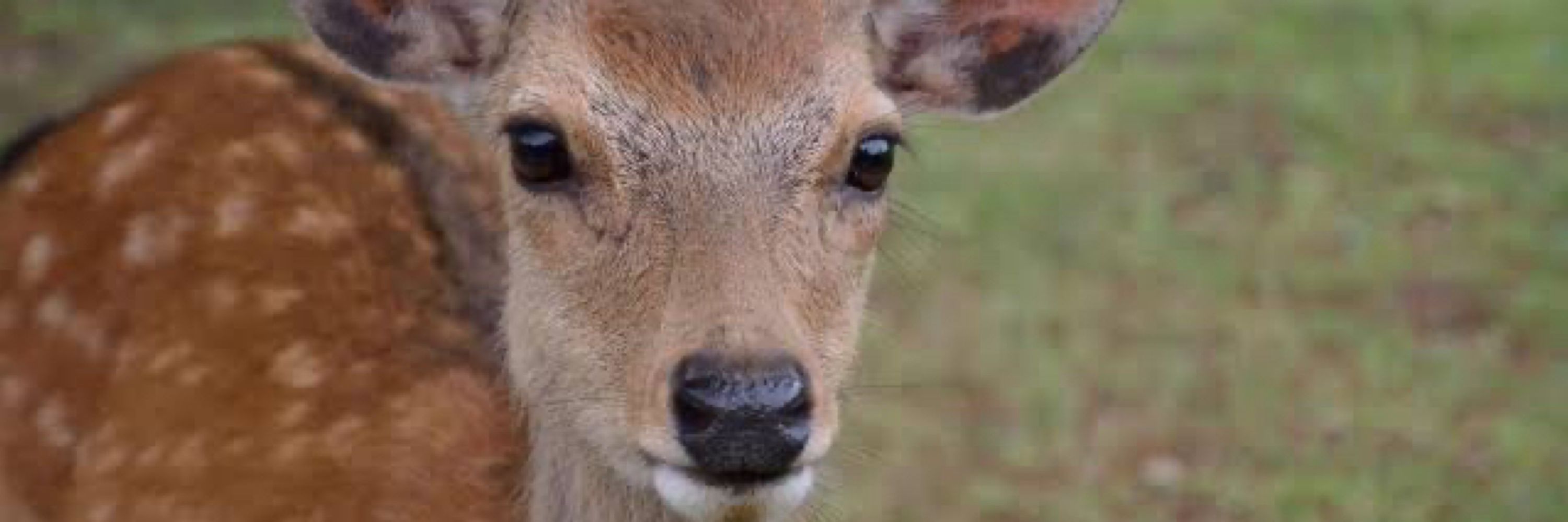 孤高のm(🦌)は獣(鼻水)柱で石油🔥