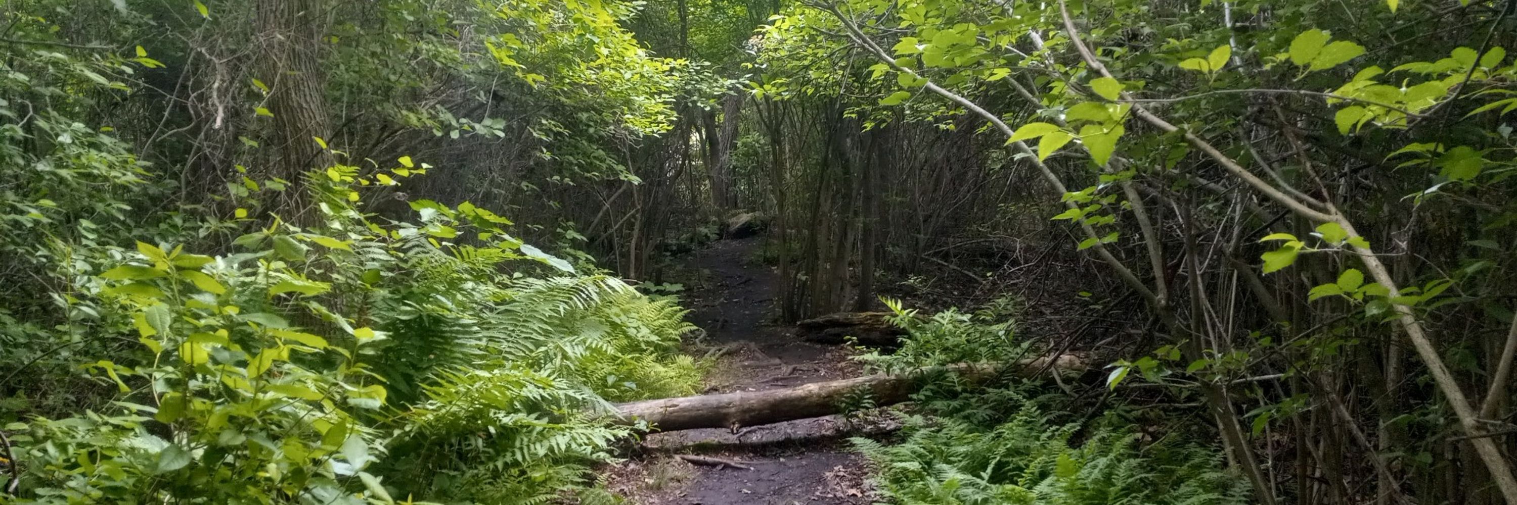 🌲 Sil 🌲