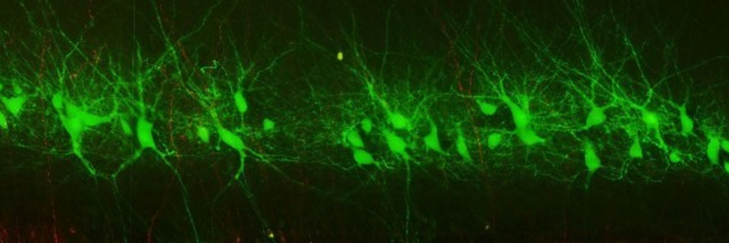 Institut de Neurosciences Cognitives et Intégratives d'Aquitaine