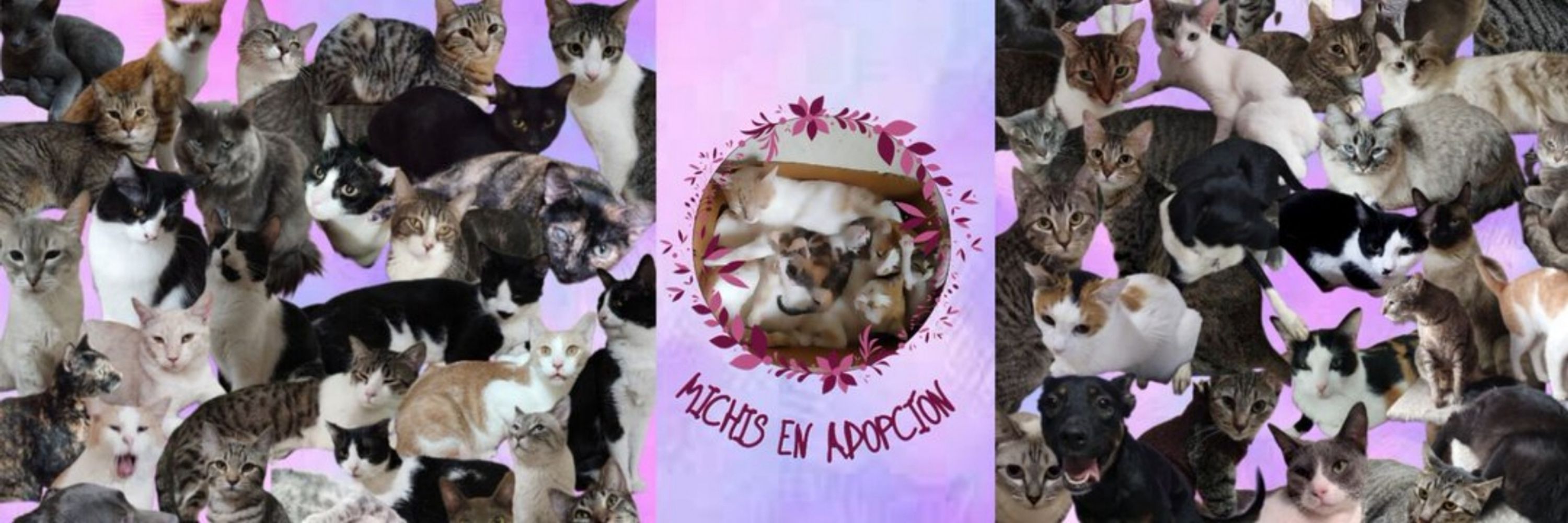 Michis en Adopción