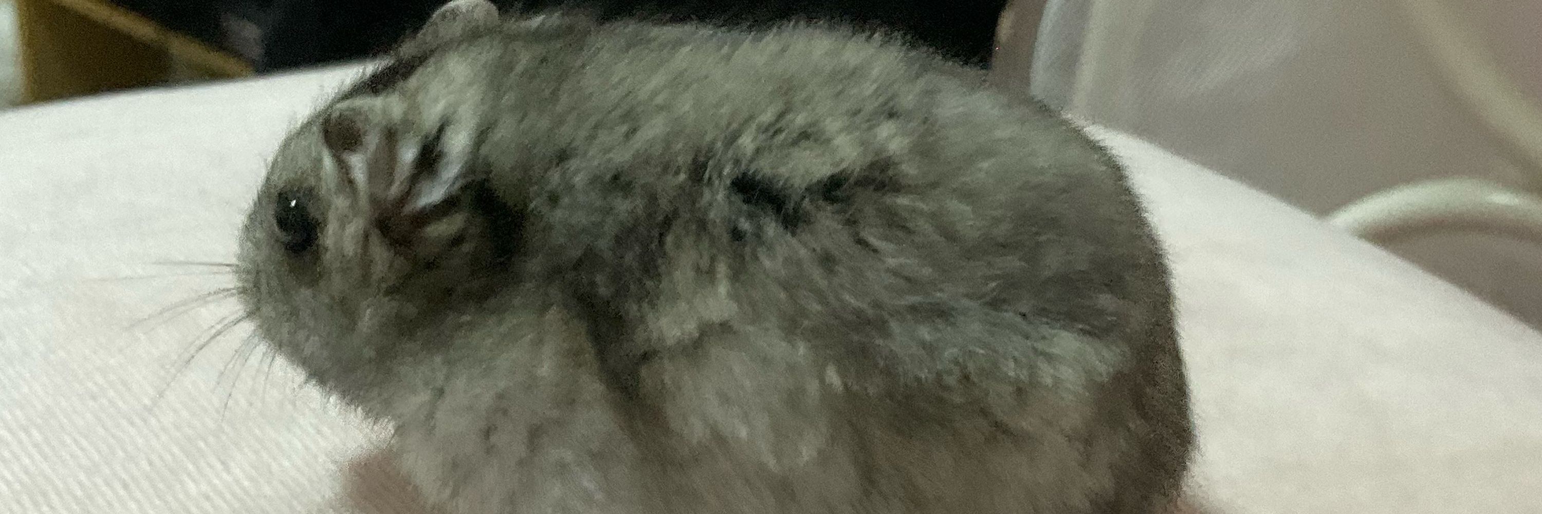 ひよこ