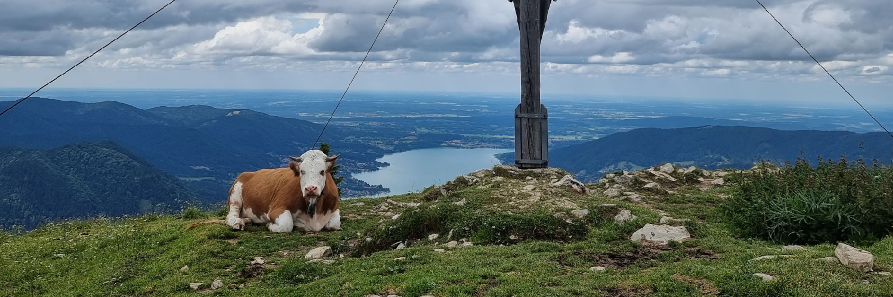 Bonita Mascota