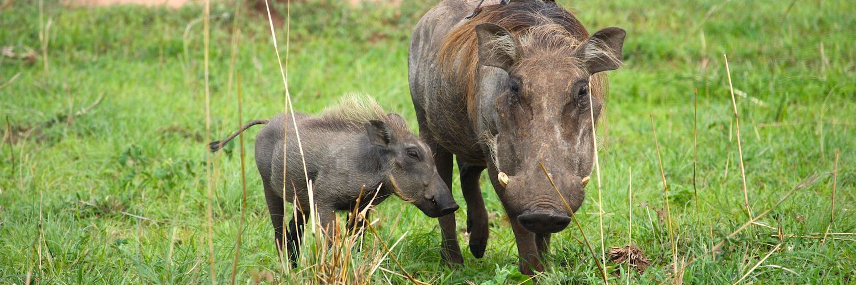 UPF-Center for Animal Ethics