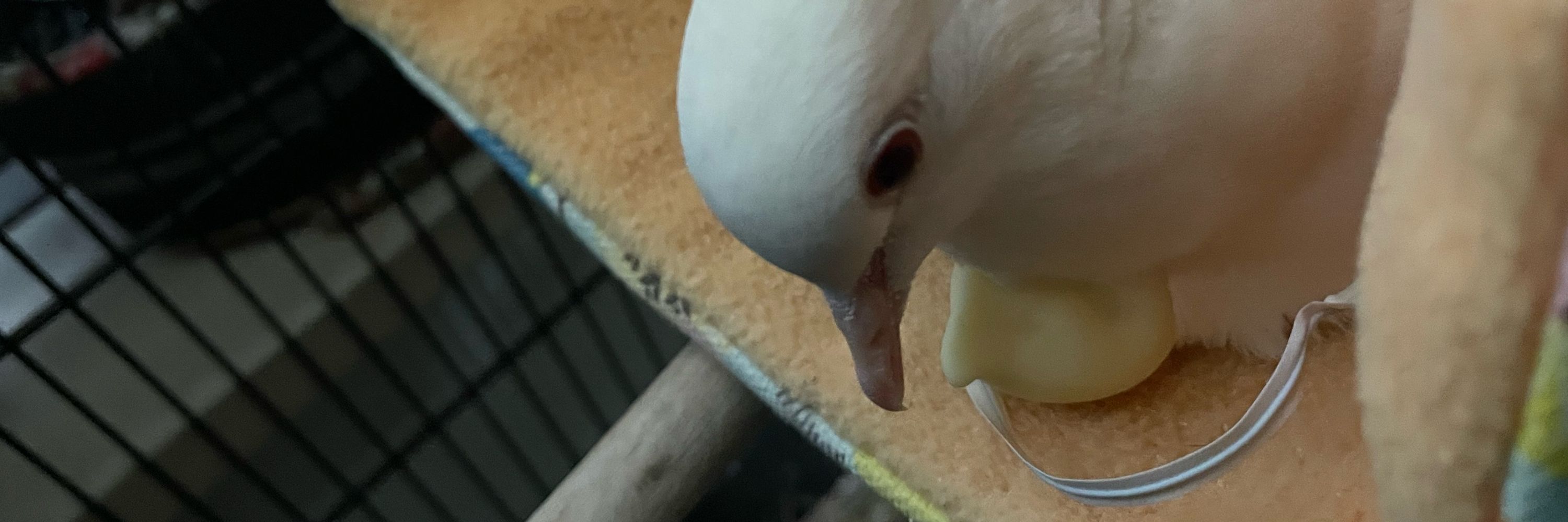 サミー🕊️