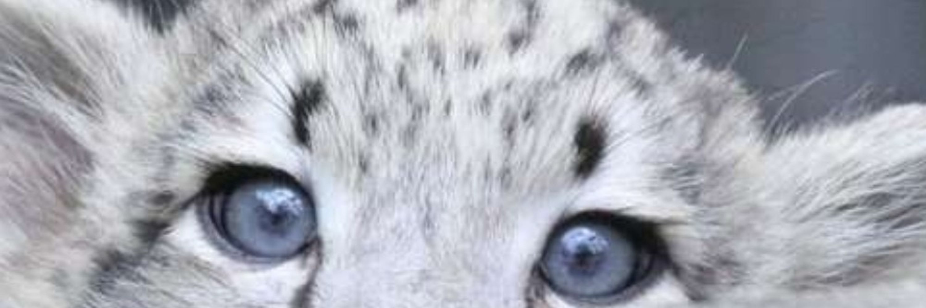 Katie the Snep Synth
